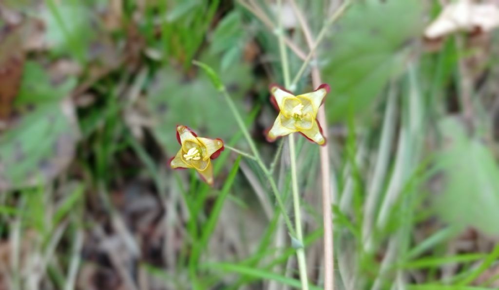 Epimedium alpinum - Berberidaceae